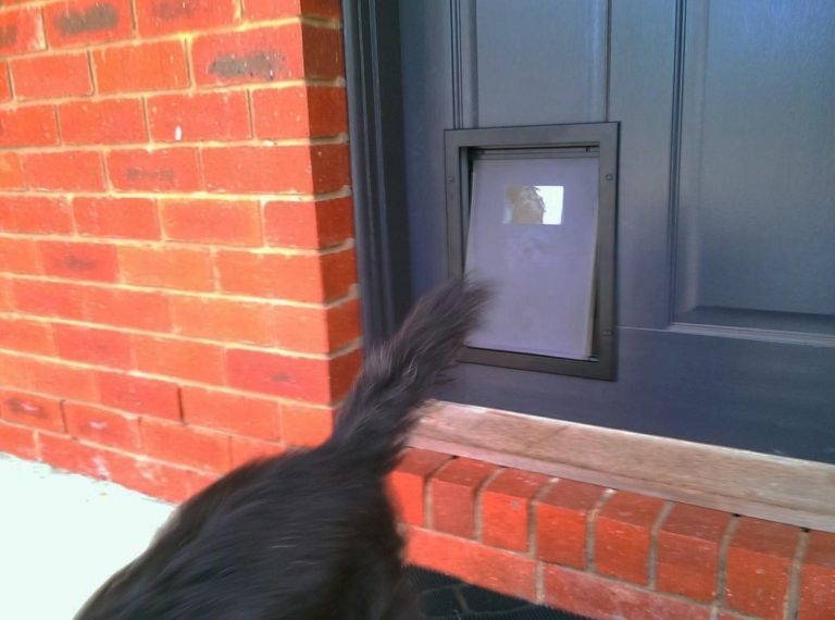 Pet Door Installation The Handyman Can Bendigo Property Maintenance