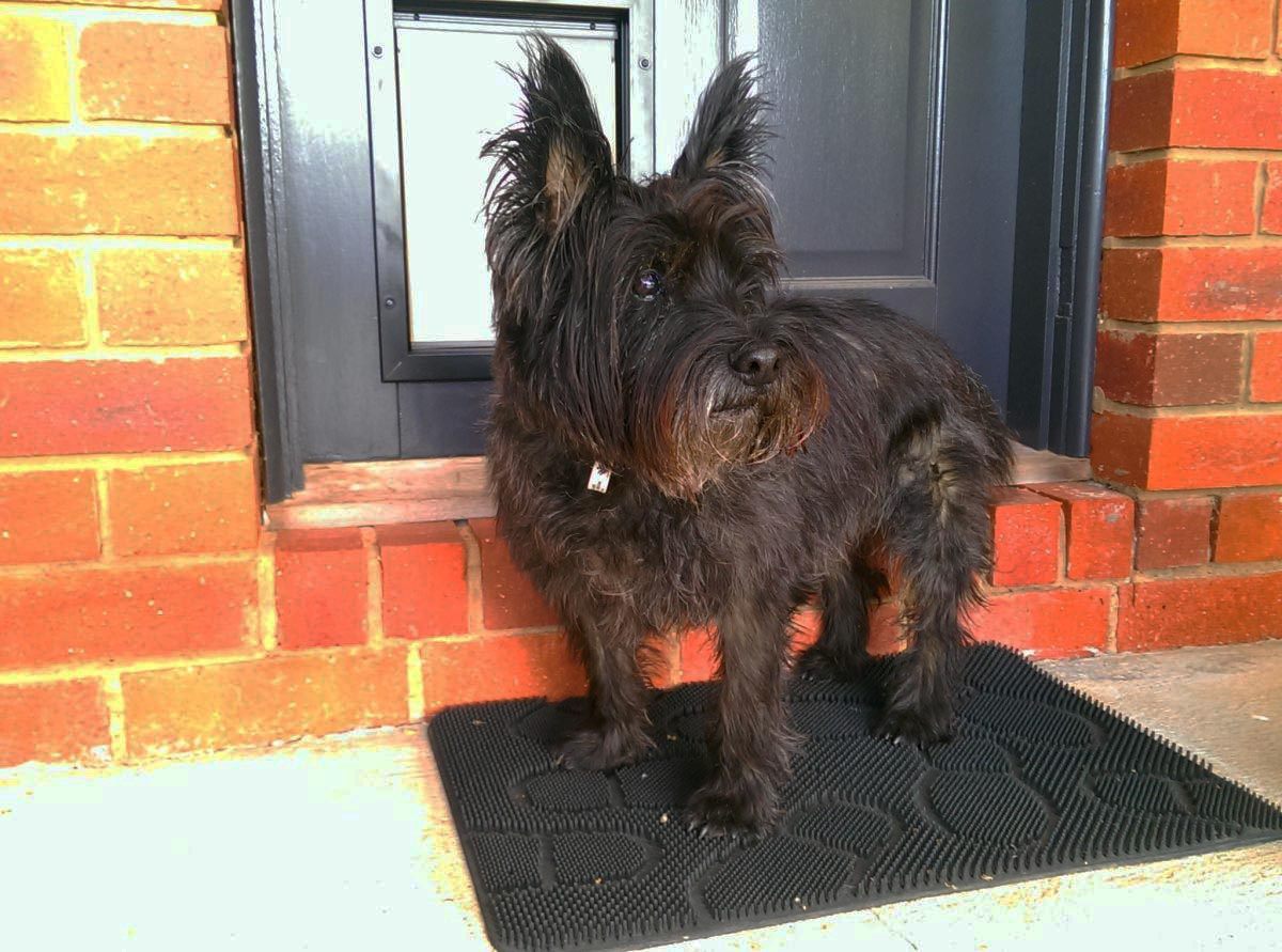 "Mitch" the Cairn Terrier from Castlemaine