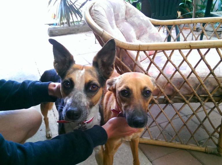 Pet Door Installation The Handyman Can Bendigo Property Maintenance