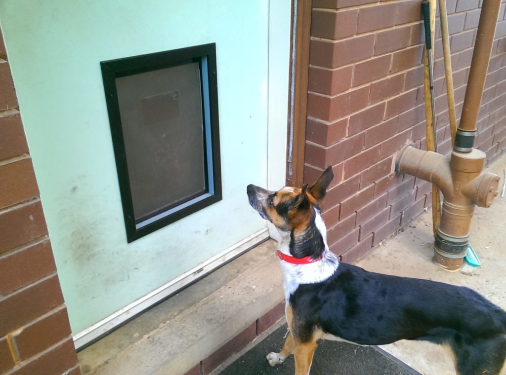 Pet Door Installation The Handyman Can Bendigo Property Maintenance
