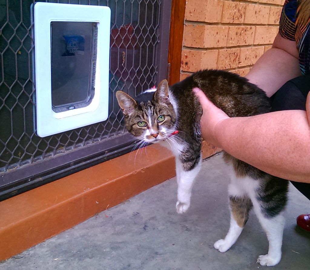Pet Door Installation The Handyman Can Bendigo Property Maintenance