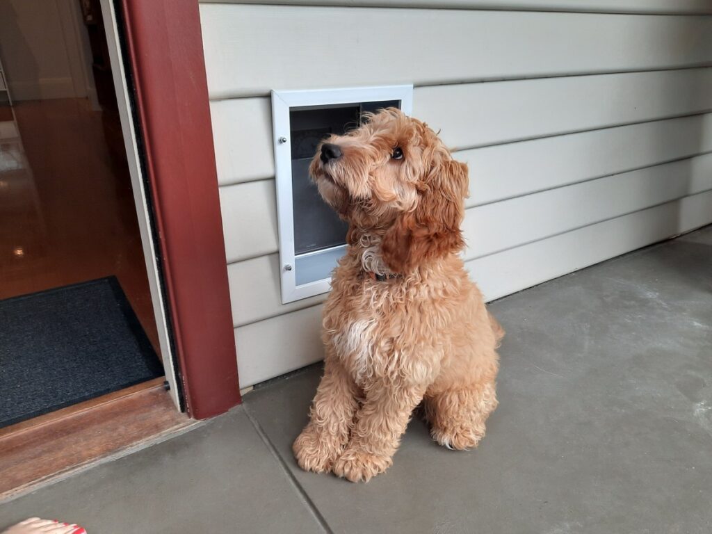 Pet Door Installation The Handyman Can Bendigo Property Maintenance