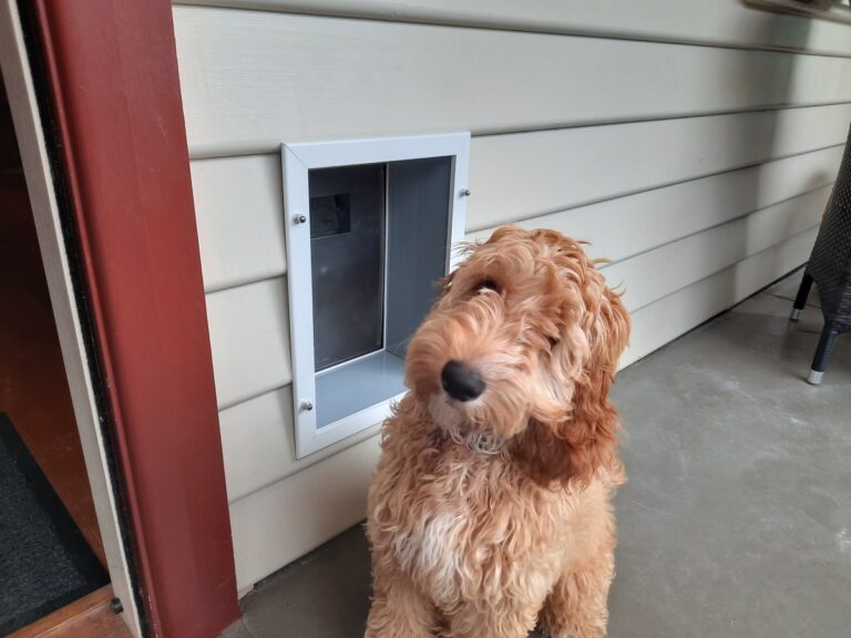 Pet Door Installation The Handyman Can Bendigo Property Maintenance
