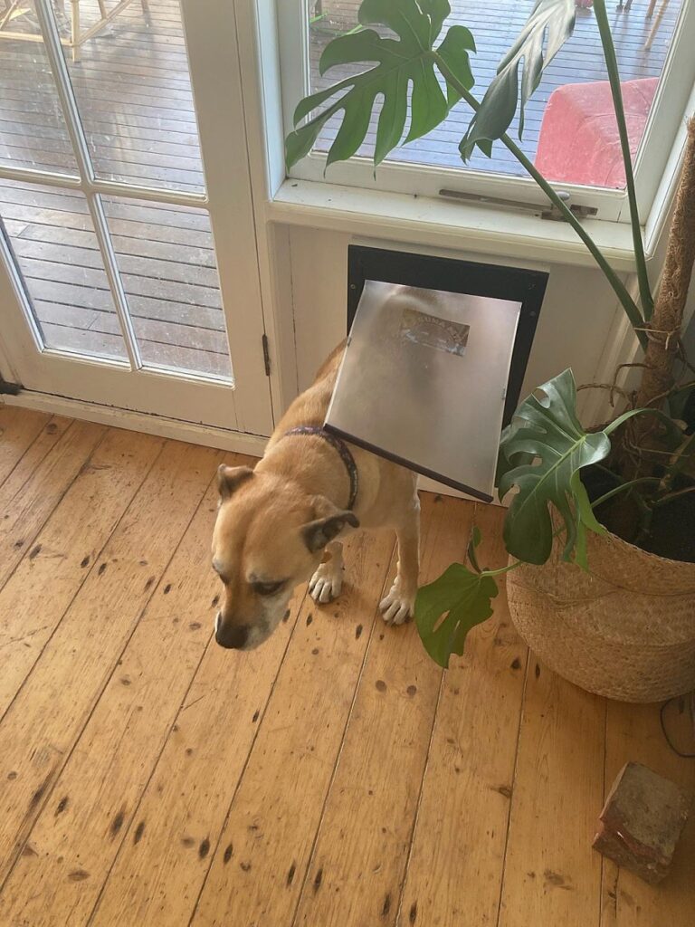 Pet Door Installation The Handyman Can Bendigo Property Maintenance